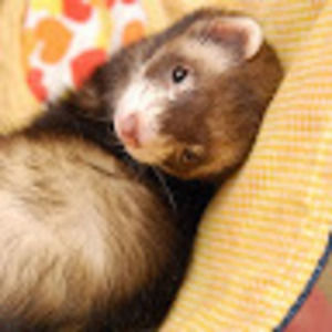 Meet your Posher, Annie